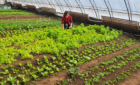 Out-of-season vegetable picking invigorates 