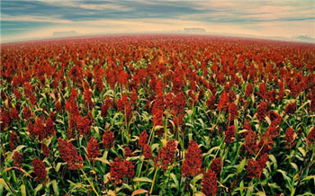 Black soil planted red sorghum tannin high wine double fragrance