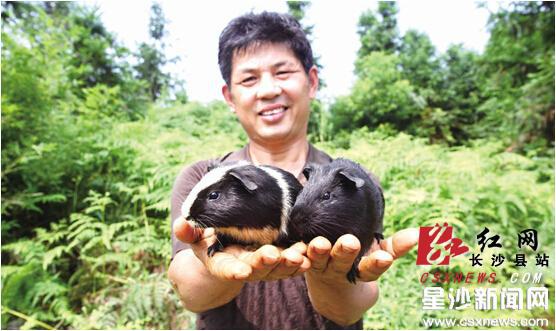 Changsha County: pig farmers turn to small black dolphins to get rich