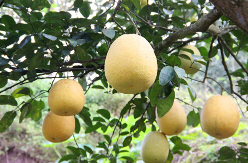 Fengdu County: Hongxin pomelo holds up farmers' dream of getting rid of poverty and becoming rich