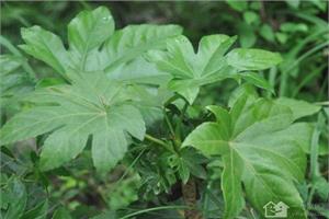 Medicinal value of eight claw gold plate culture method of eight claw gold plate