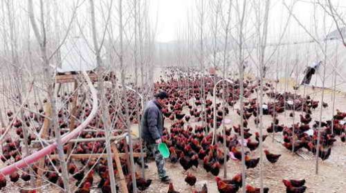 Chaoyang County, Liaoning Province: migrant workers return home to start a business as a 