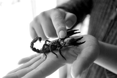 The young man in Wuhan moved the spider centipede scorpion to the Internet to sell tens of thousands of yuan a month.