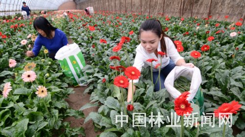 College student village officials in Liaoning turn into 