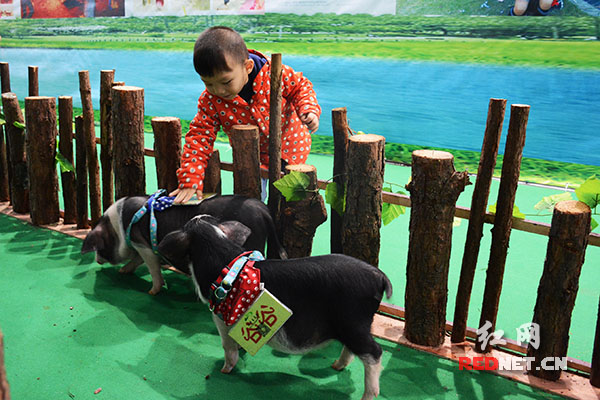 Changsha leisure agriculture is unveiled at the five major theme activities of the Agricultural Expo, waiting for you to participate.