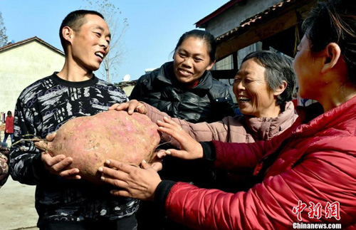 Nanzhang farmers grow sweet potato king weighing 9.3 kg