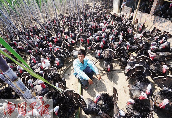 The turkey is not in a hurry to spoil the farmers, and the special breeding in Nanning has encountered a sales dilemma.