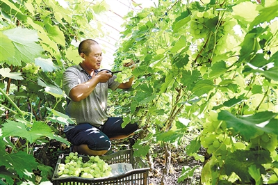 Jiang Zhimin: make the grape picking industry bigger