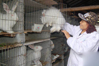 New Zealand long-haired rabbit Wuling Mountain people get rich