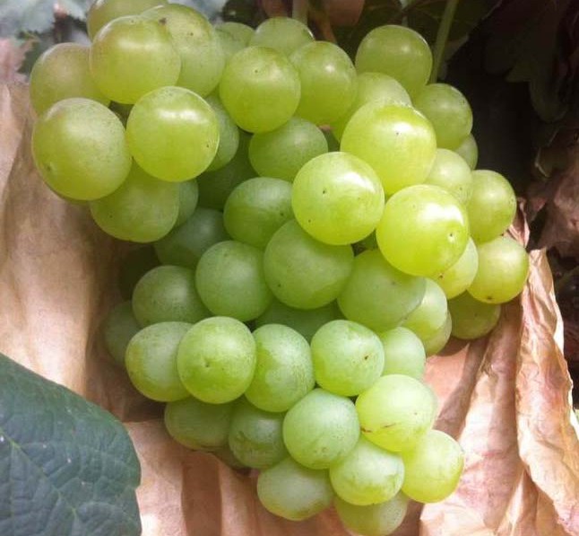 Hebei Jize grapes per jin fell to hexagonal.