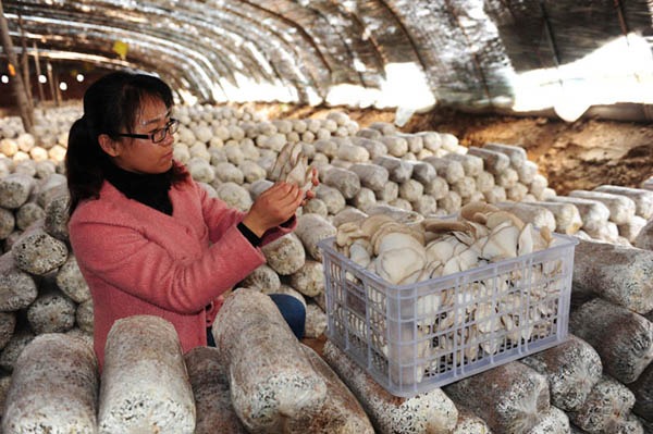 Zhang Xuxia, a female university student village official in Wenxi, Shanxi Province: develop mushroom industry and lead villagers to increase their income and become rich