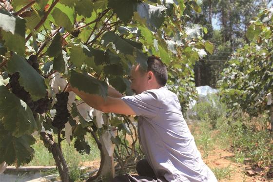 Bijiang Village, Sichuan: the way to Wealth with small Grape Strings