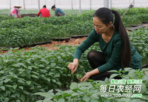 Bid farewell to the noisy and bustling city Luzhou women's dream of being a farmer in the countryside