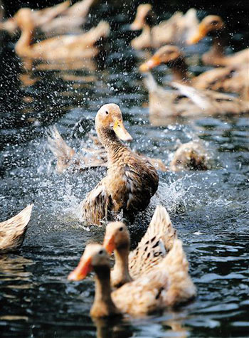 Raising sea ducks to get rid of poverty for 6 years