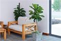 These 10 good-looking indoor plants are suitable for busy you.