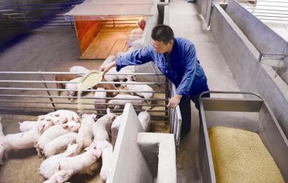 Ecological farming makes pig farmers on the road to prosperity