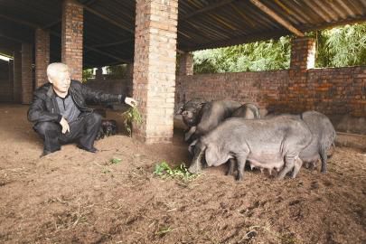 The little Xiang pig who sleeps 