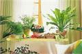 3 minutes to learn home flower care is not only warm and fun, but also clean the air