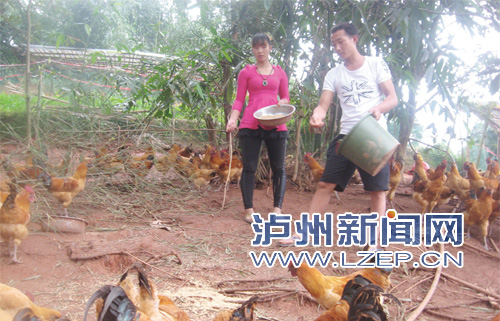 College students earn 200000 yuan by raising chickens in the mountains of Luzhou for half a year. They want to bring the villagers to get rich together.