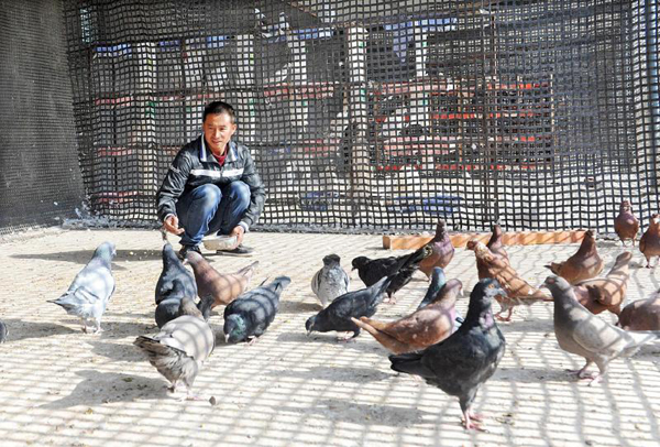 Wang Wenjie leads the villagers to raise pigeons to get rich.