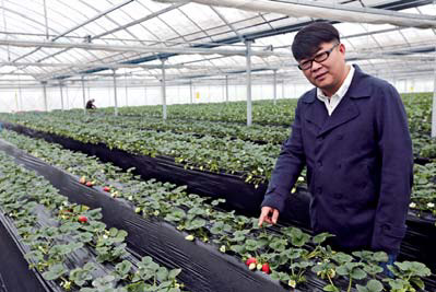 The first evolution of the new elevated soilless cultivation technology of strawberry in Yangtian agriculture in Hangzhou