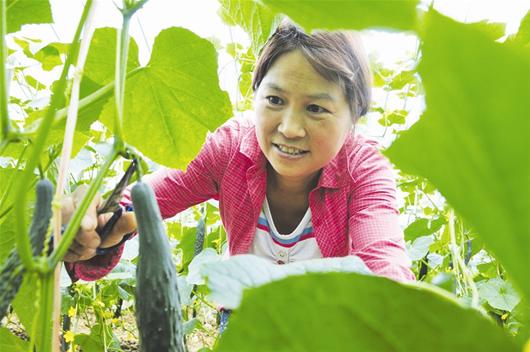 The family farm Fushan Township, the greenhouse vegetables are popular everywhere.