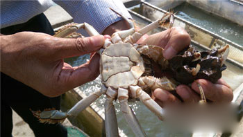 75 items of crab export test are all qualified.