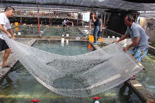 Seahorse Culture in Dongshan, Fujian leads the New Development of Aquaculture