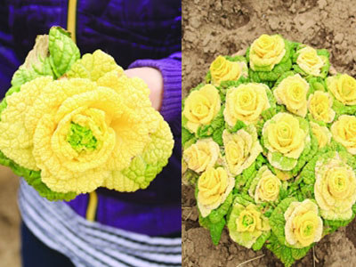 A new variety of cabbage looks like a yellow rose