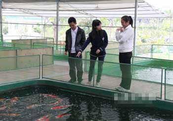 Culturing koi in winter is favored by citizens.