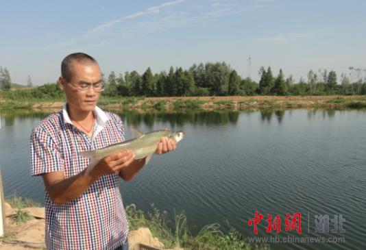 The ecological breeding of post-80s boys in Jingshan is the way to get rich.