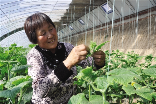 Zhang Xiaoling: The development of vegetable industry is more energetic