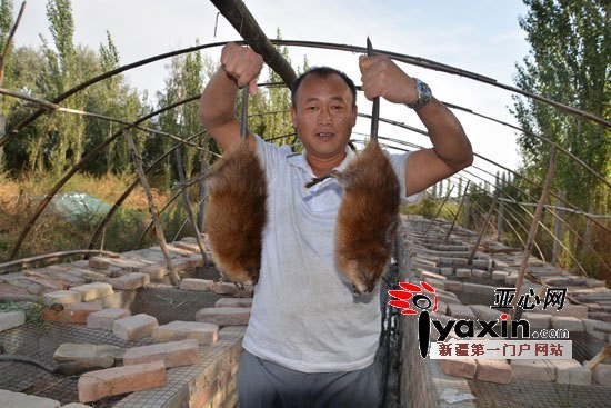 * * Farmers in Hejing County succeeded in raising muskrats.