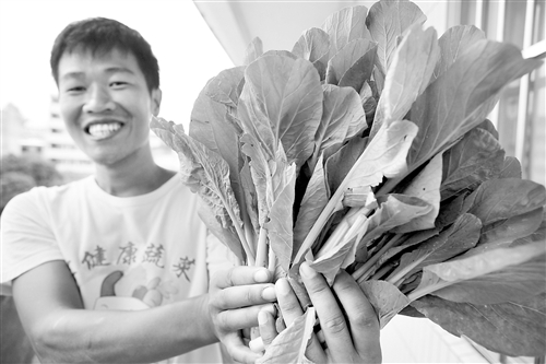 College students go back to their hometown to grow vegetables and find a way to get rich.