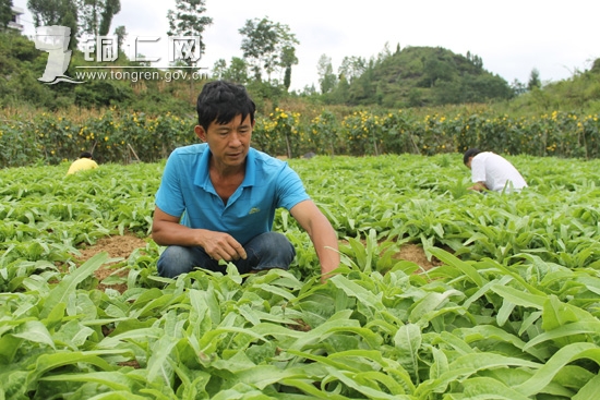 Fu Xuehong: grow green ecological vegetables to realize the dream of becoming rich