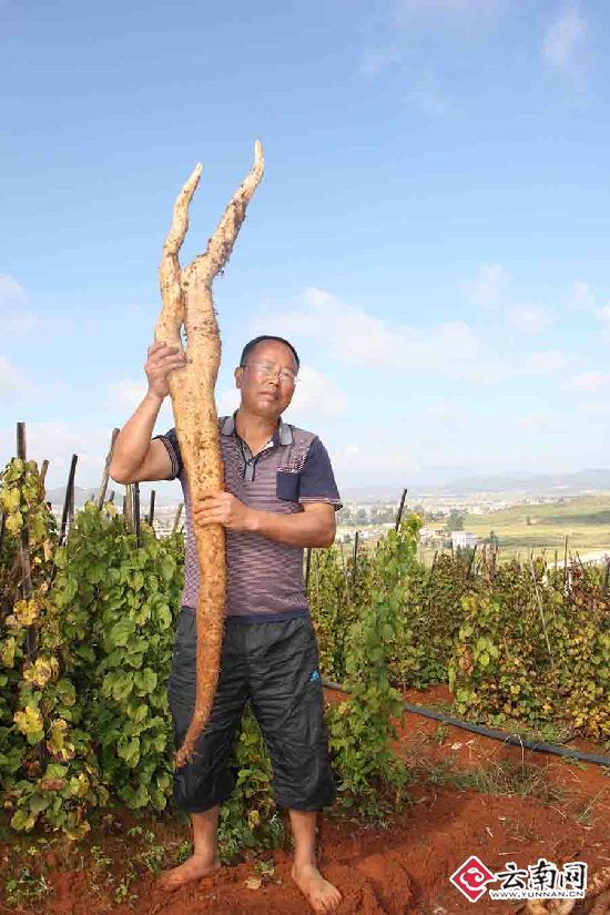 Xiangyun, Yunnan: planting wild yam helps farmers increase their income and become rich