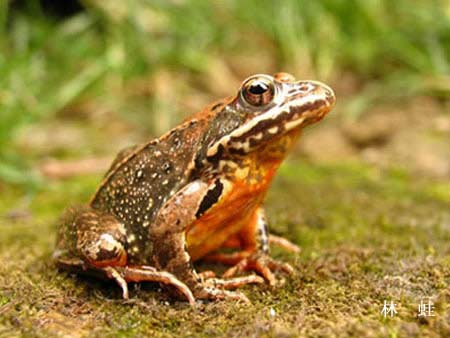 General situation, benefit and Prospect of Chinese Forest Frog Culture