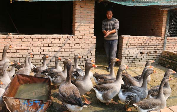 Pingliang City, Gansu Province: rare Poultry breeding in Kongtong District knocks on the door of getting Rich