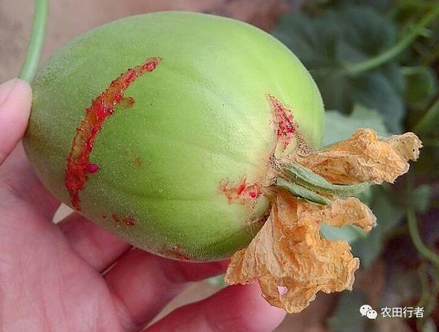 What is the cause of melon and fruit cracking? What shall I do?