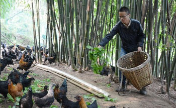 There is a way to start a business in the mountains. Local chickens wear a 