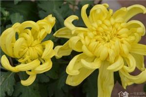 If you want the chrysanthemum to bloom beautifully, you should remember eight key points in chrysanthemum culture.