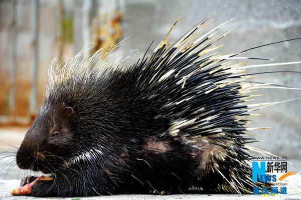 Wu Haifeng, a villager in Youyang, Chongqing, made a fortune by raising porcupine.