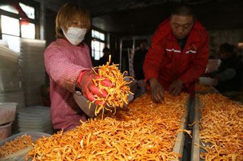 Drying Cordyceps sinensis villagers to make a fortune