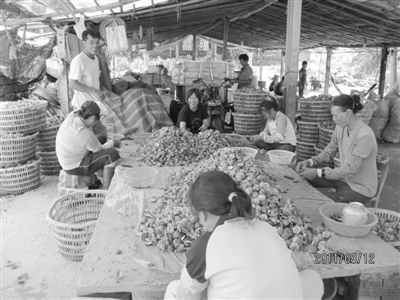 Coastal Village, Leizhou City, Guangdong Province: A Village Rich in Scallop Culture