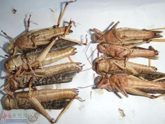 When should locusts be sold?