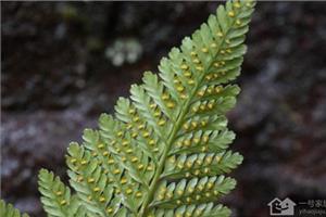 Culture methods and matters needing attention of Dryopteris Dryopteris