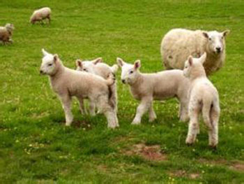 The feed cost of raising chicken straw beside raising sheep in music is low.