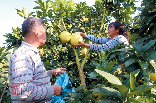 Fruit farmers, brothers, work hard to get rich and fruitful, waiting for a bumper harvest