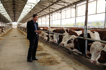 Beef cattle have a long confidence in skills in the pasture.