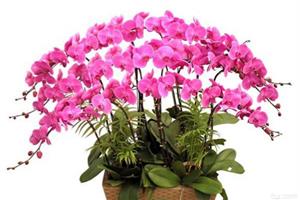 Add a green to life. Breeding methods for various flowers